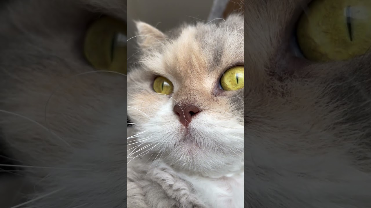 【猫】ぬいぐるみみたいな猫【ぽんじり】 #cat #cute #funny #shortsclip #ラパーマ #fatcat #ぬいぐるみ #パーマ #かわいい #shorts #catlover