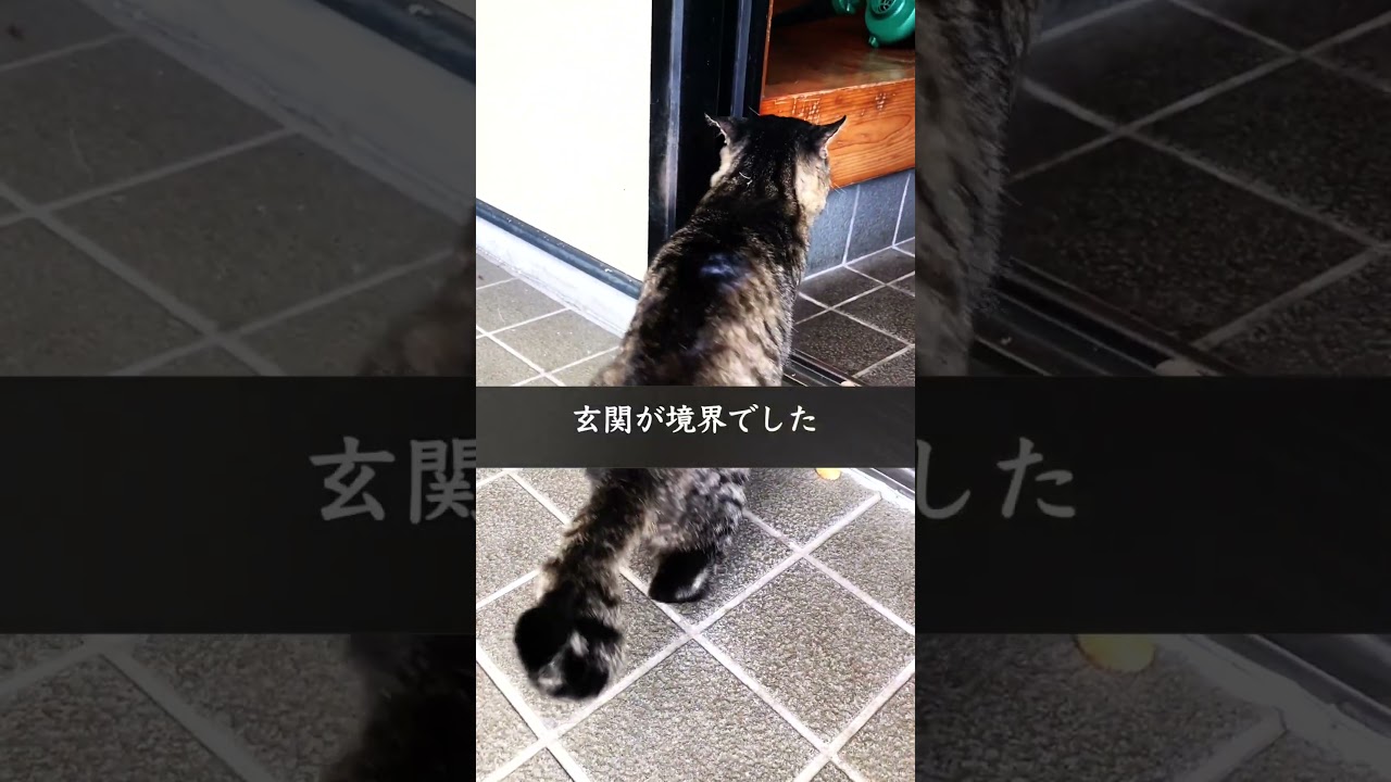 野良猫と家猫の境界線　#cat #ねこ #ネコ