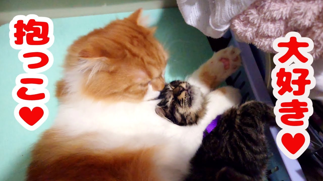 保護子猫を抱っこしてかわいがる先住猫【スコティッシュフォールド＆保護猫】