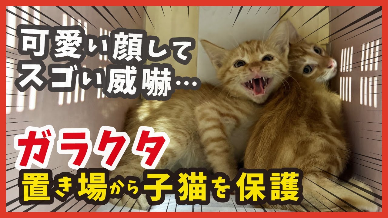 【ガラクタ山から子猫救出】保護した茶トラは威嚇が激しく触れません・・・。