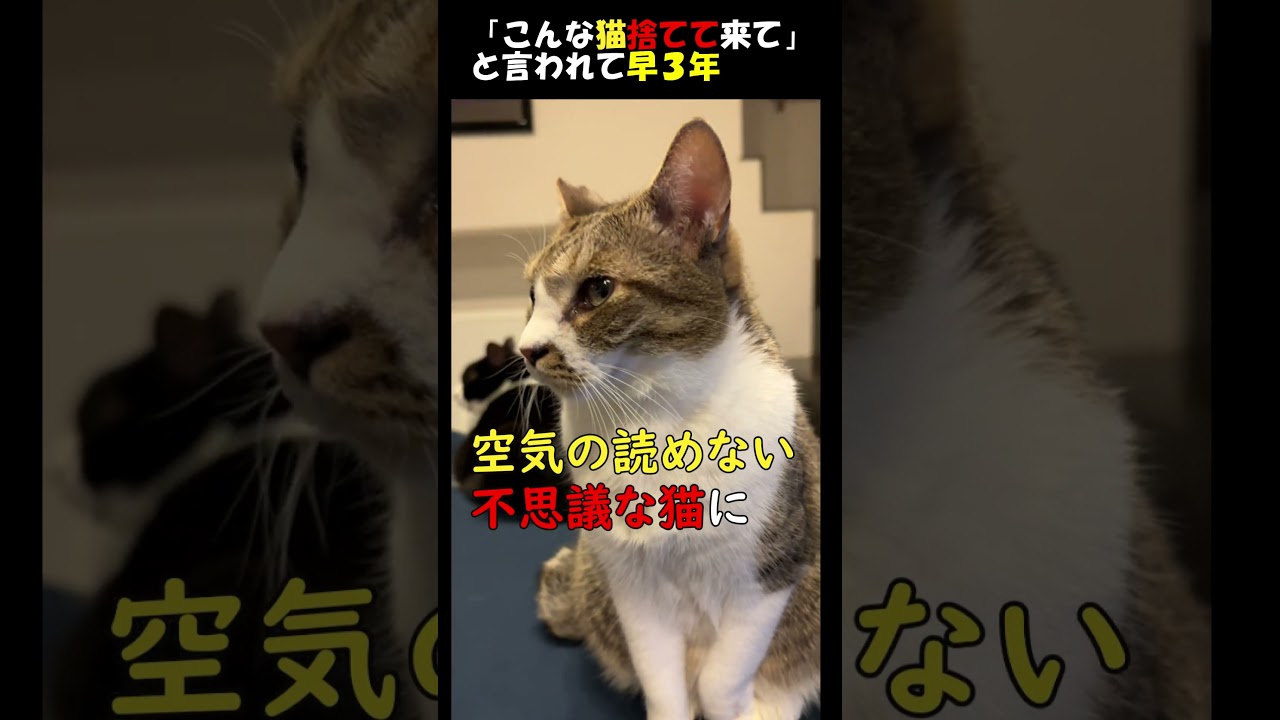 保護宅の小鳥を襲って「こんな猫捨てて来て」と保護主から言われ、我が家にやってきてもう3年が経ちました。狂暴で大変な時もありましたが、今は我が家の大事な家族になりました　#short　#猫　#cat