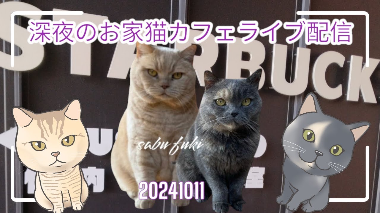 深夜のお家猫カフェライブ配信　１９６