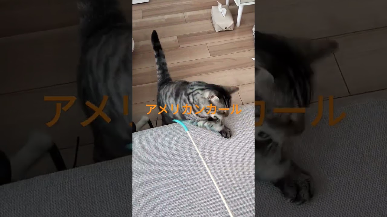 アメリカンカール#short