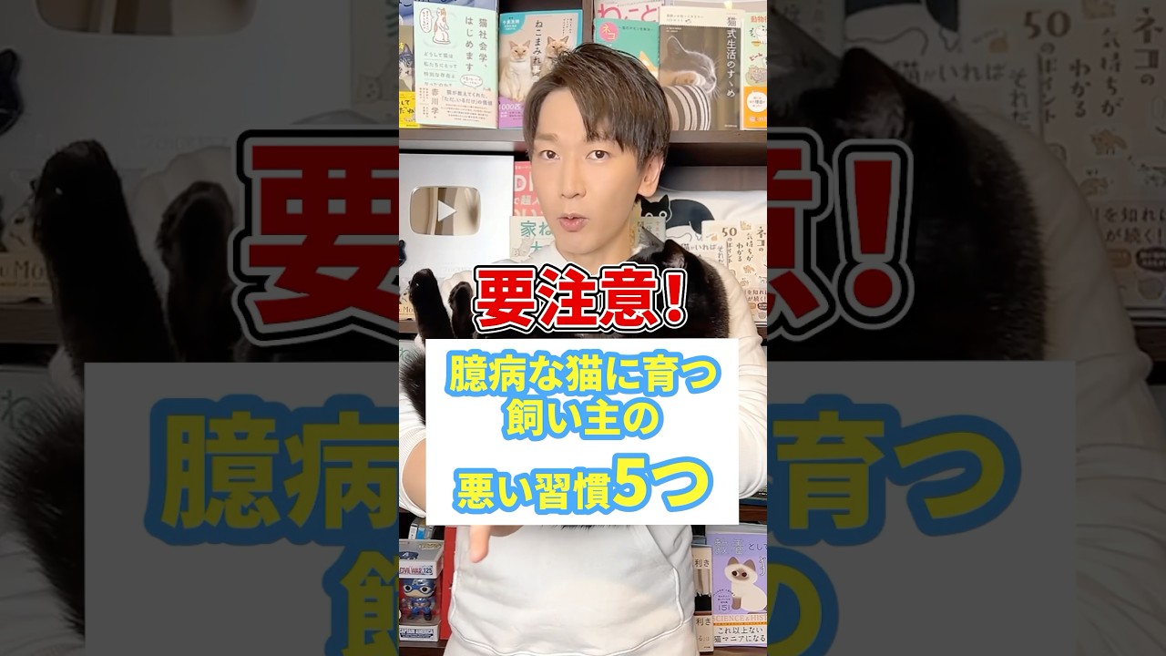 要注意！臆病な猫に育つ飼い主の悪い習慣５つ #猫 #猫のいる暮らし #ねこ