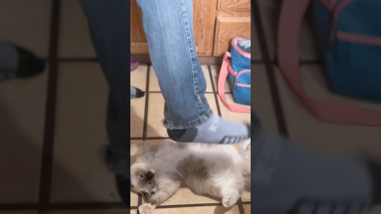 出勤前のパパに構ってほしい子猫 #shorts #ラグドール #子猫 #モアナ