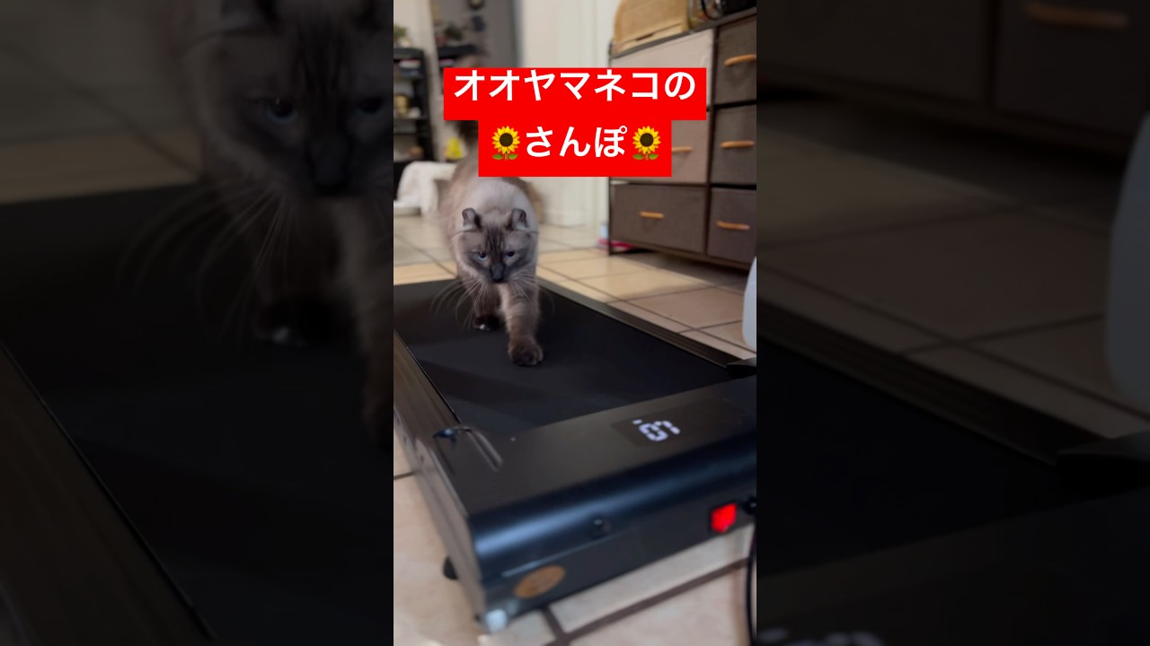 ぽっちゃりと言われたオオヤマネコ #shorts #猫 #ラグドール