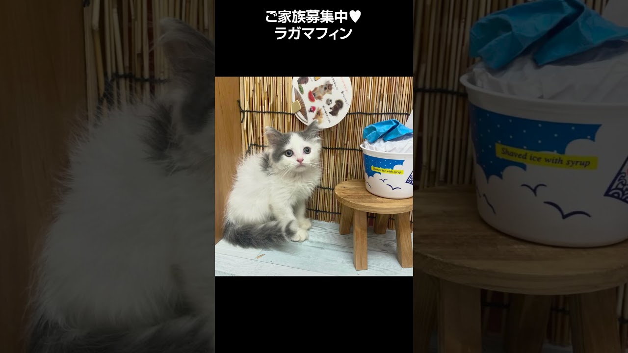 ハチワレでぽわぽわのラガマフィン😺【横浜ペットショップ ベルドック】#shorts #猫動画 #猫のいる暮らし #ラガマフィン
