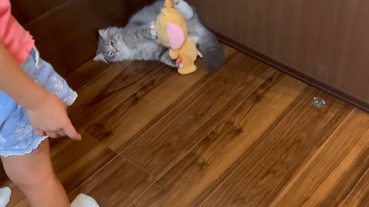 ジェリーから追いかけられるトム風味の子猫　サイベリアン