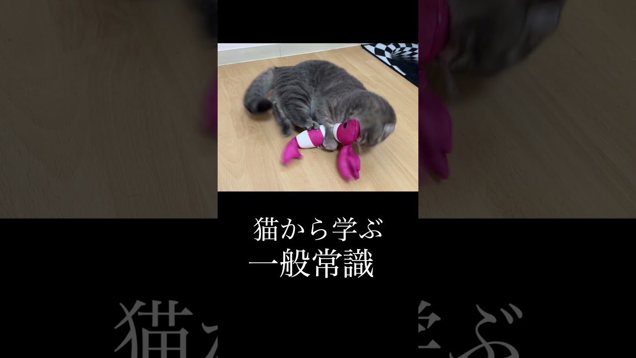 猫から学ぶ常識　#マンチカン
