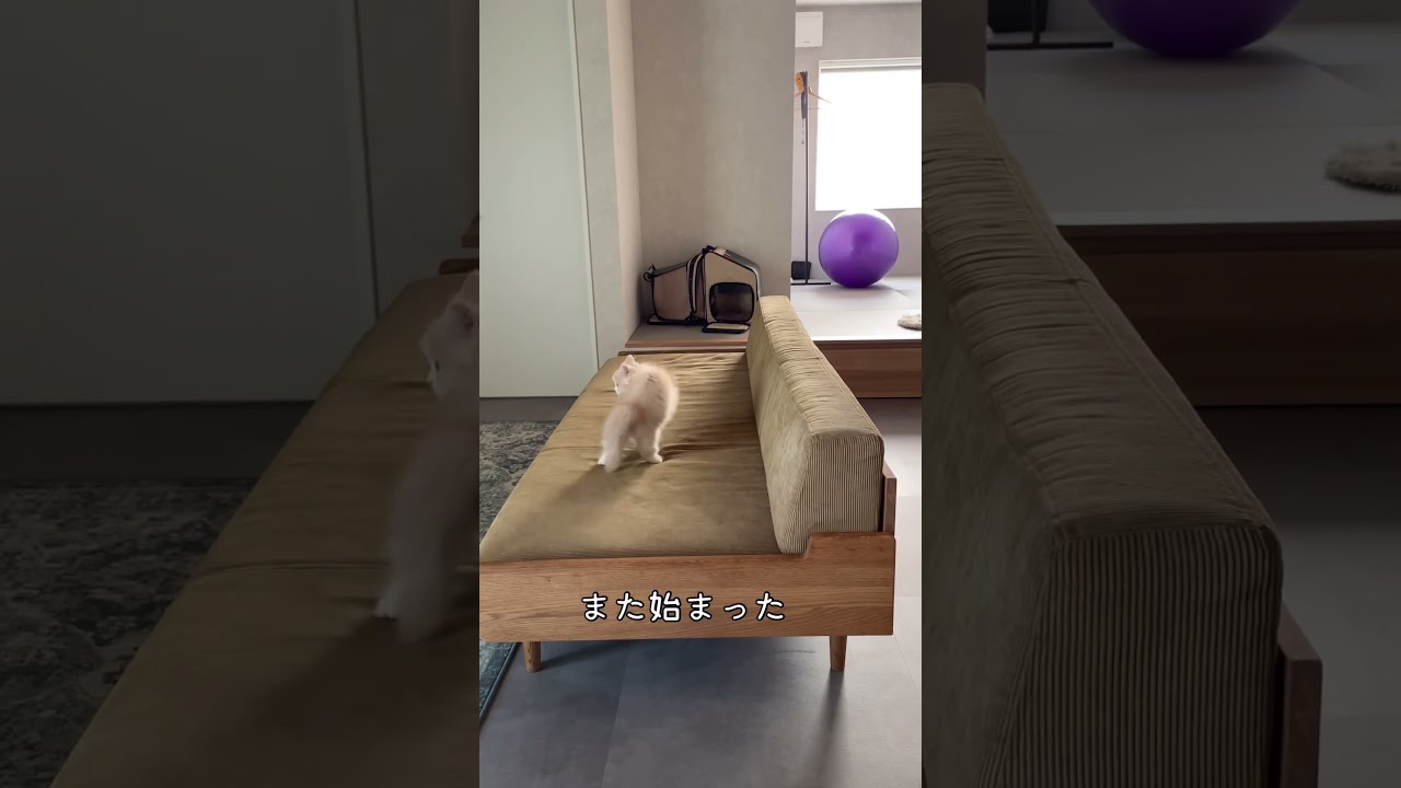 ニュースを見て子猫が急に威嚇 #スコティッシュフォールド #スコティッシュストレート #cat #子猫お迎え #猫のいる暮らし