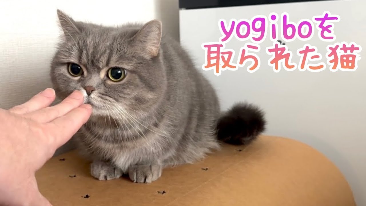 おパパが抱っこしようとすると危険を察知するいけず猫