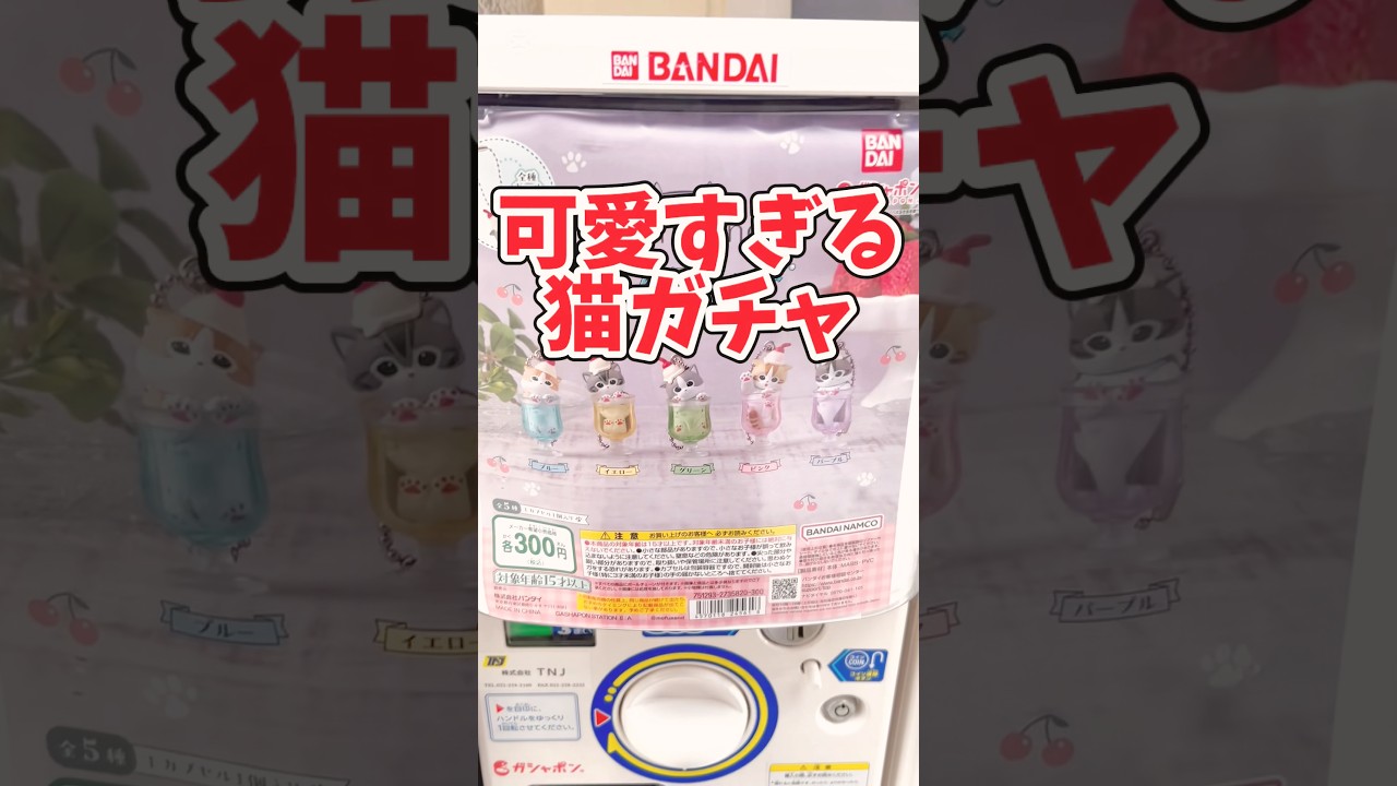 にゃんこソーダ#ガチャ#スコティッシュフォールド