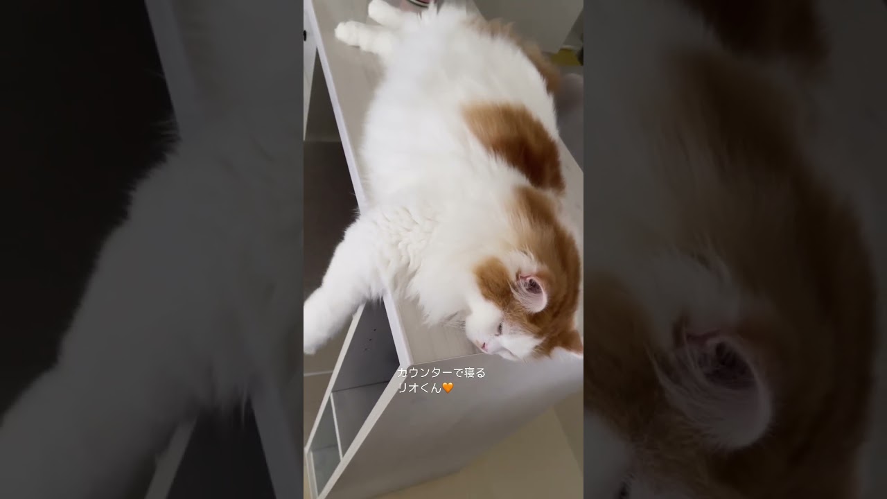 【猫の日常】ちょうどいい大きさニャ！ #猫#ねこ#cat#マンチカン#癒し