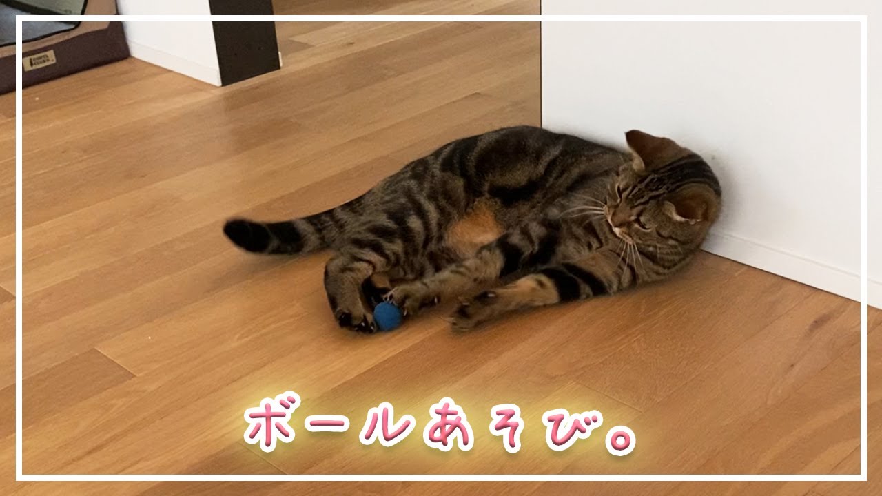 【ほっけ】何だかんだボール遊びが一番楽しい【アメショ】