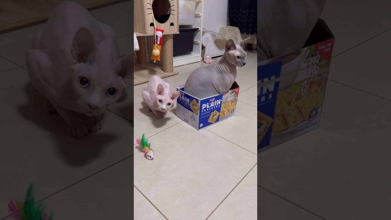 すぐ箱に入りたがる毛のない猫【スフィンクス猫】