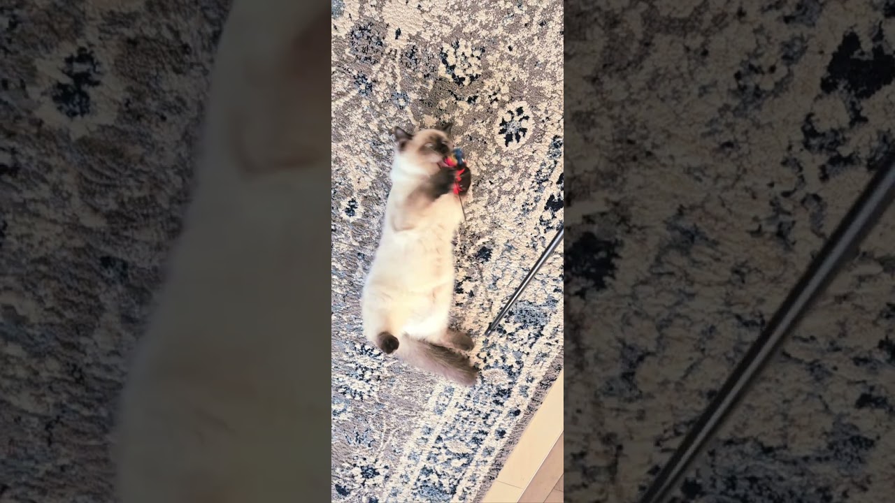 My Kitten Musky 😸 Move Move Move #cat #catlover #kitten #cuteanimals #pets
