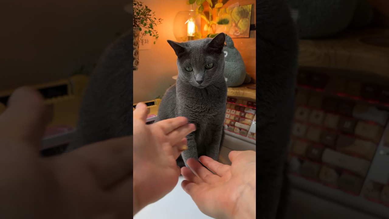 집사님 아래에서 모하시나요? #고양이
