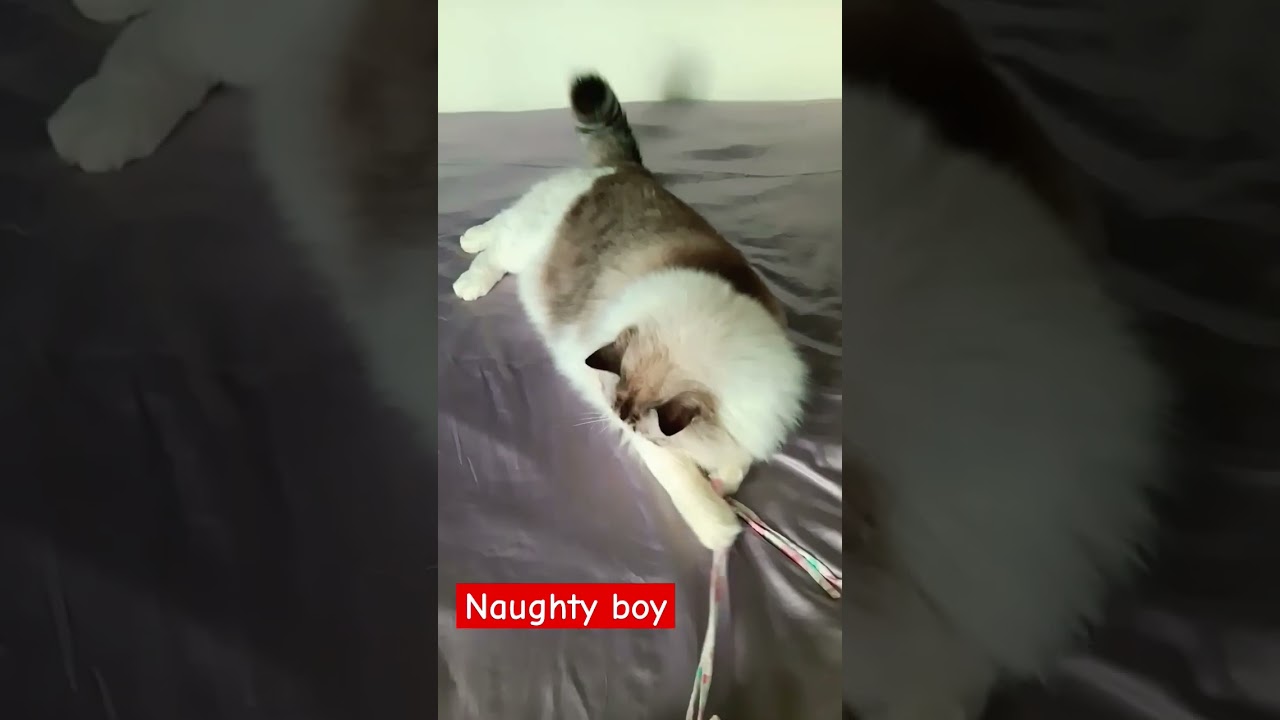 #catlover /CHUCHU IS DISRURBING ME🐰🐰🐰🐰