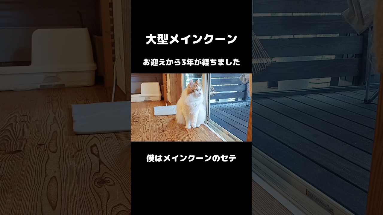 大型猫メインクーンお迎えから3年でこうなる #メインクーン #ねこ #猫のいる暮らし #mainecoon #cat