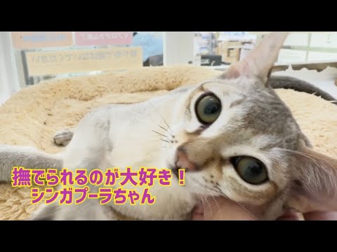 2024.10.03 撫でられるのが大好き！シンガプーラちゃん♡