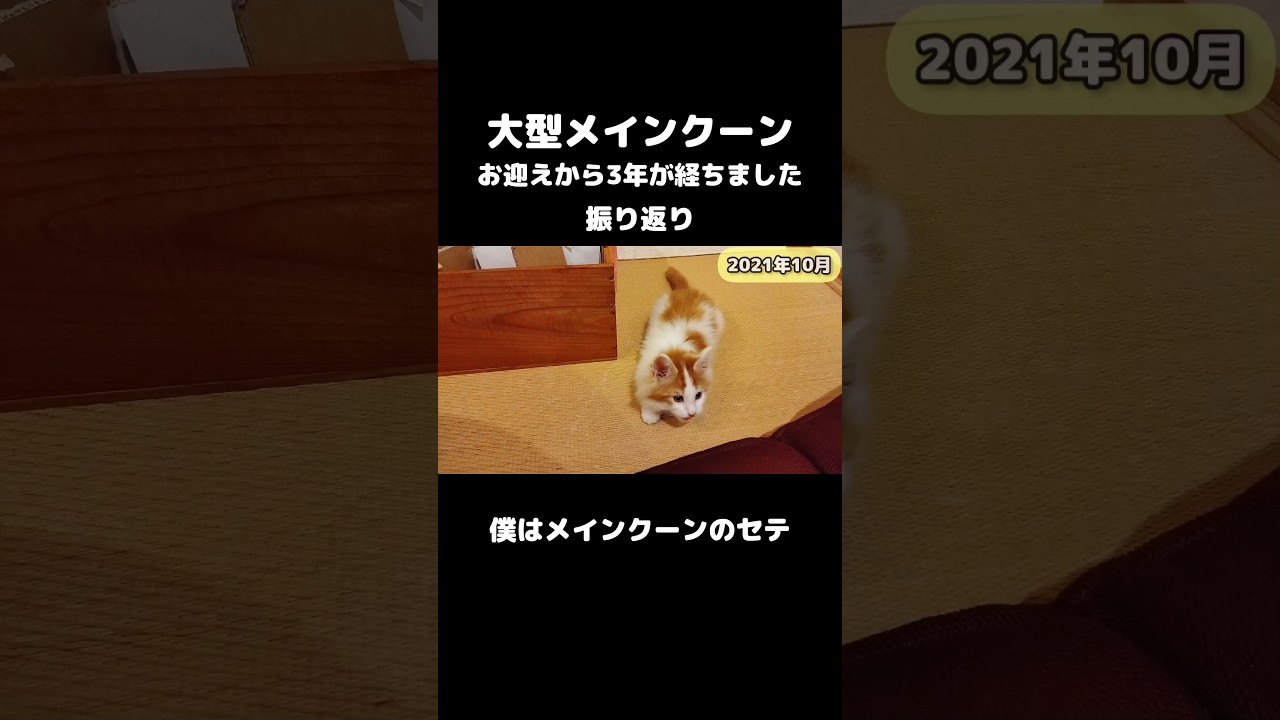 メインクーンの成長記録 #メインクーン #長毛種 #ねこ #猫のいる暮らし #mainecoon #cat #成長記録