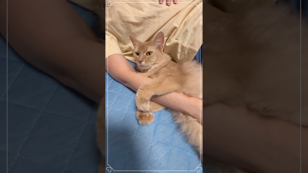 腕を回して添い寝してくれる猫#shorts #猫#ソマリ