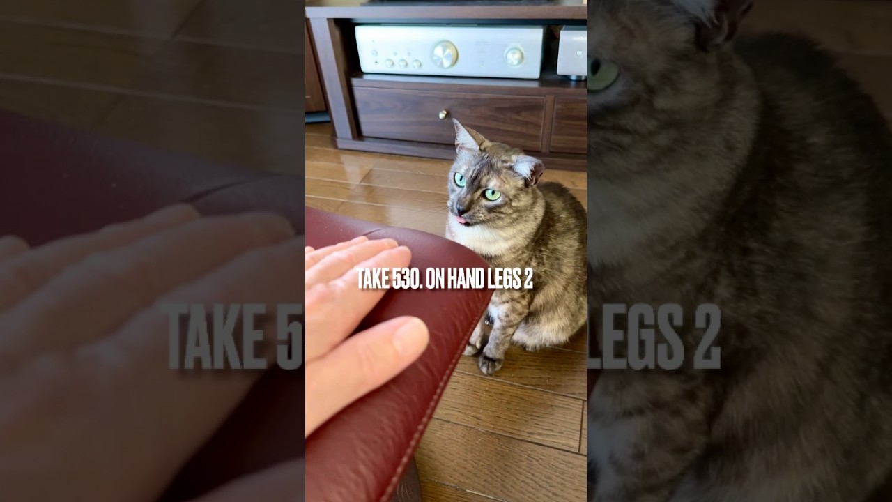 #オットマン で #パパと遊ぶ と #夢中になりすぎて #舌しまい忘れ ちゃうにゃ❗️#後ろ足立ち 楽しいにゃ‼️#遊ぶ猫 #egyptianmaucat #エジプシャンマウ #shorts