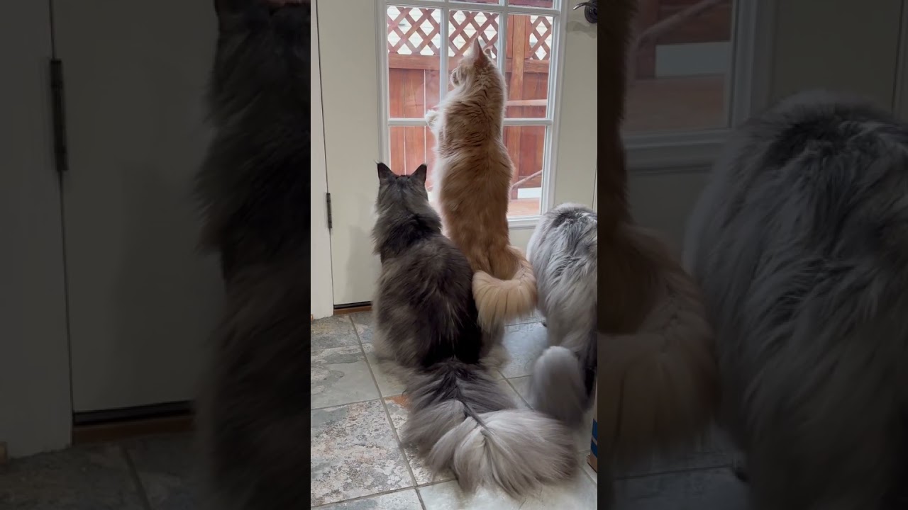 Funny cats waiting for squirrels 🐿️ #shorts #cats #mainecoon