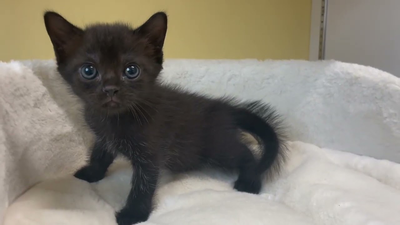 ボンベイ 【ブラック】黒猫の代表✨ボンベイ兄妹❤️