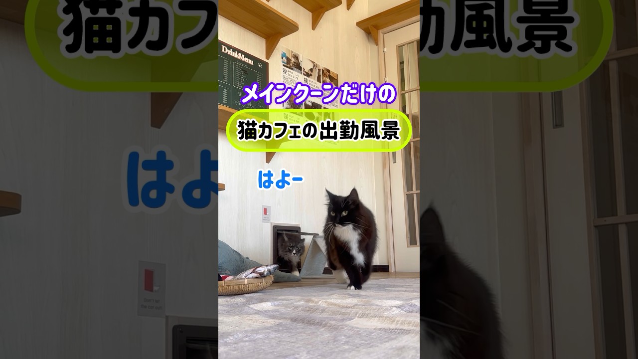 メインクーンだけの【猫カフェの出勤風景】#cat #cooncat #もふ