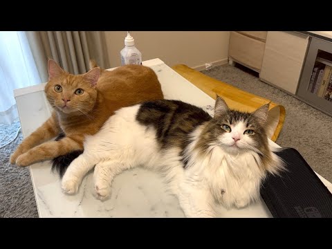 兄妹猫仲良く机の上を占領してくつろぐ姿が可愛すぎた