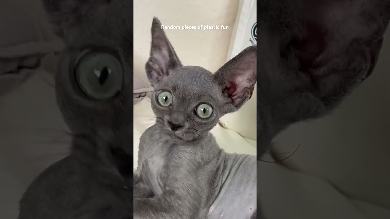 Kewtkewt Finn #kitten #デボンレックス  #devonrex #고양이 #aliencat #catplaying