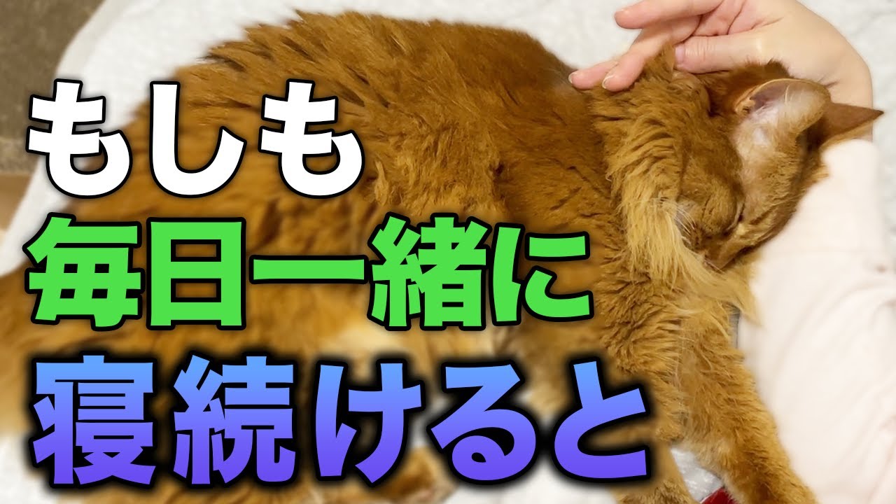 【恐怖】飼い主と毎日一緒に寝続けた猫はこうなります