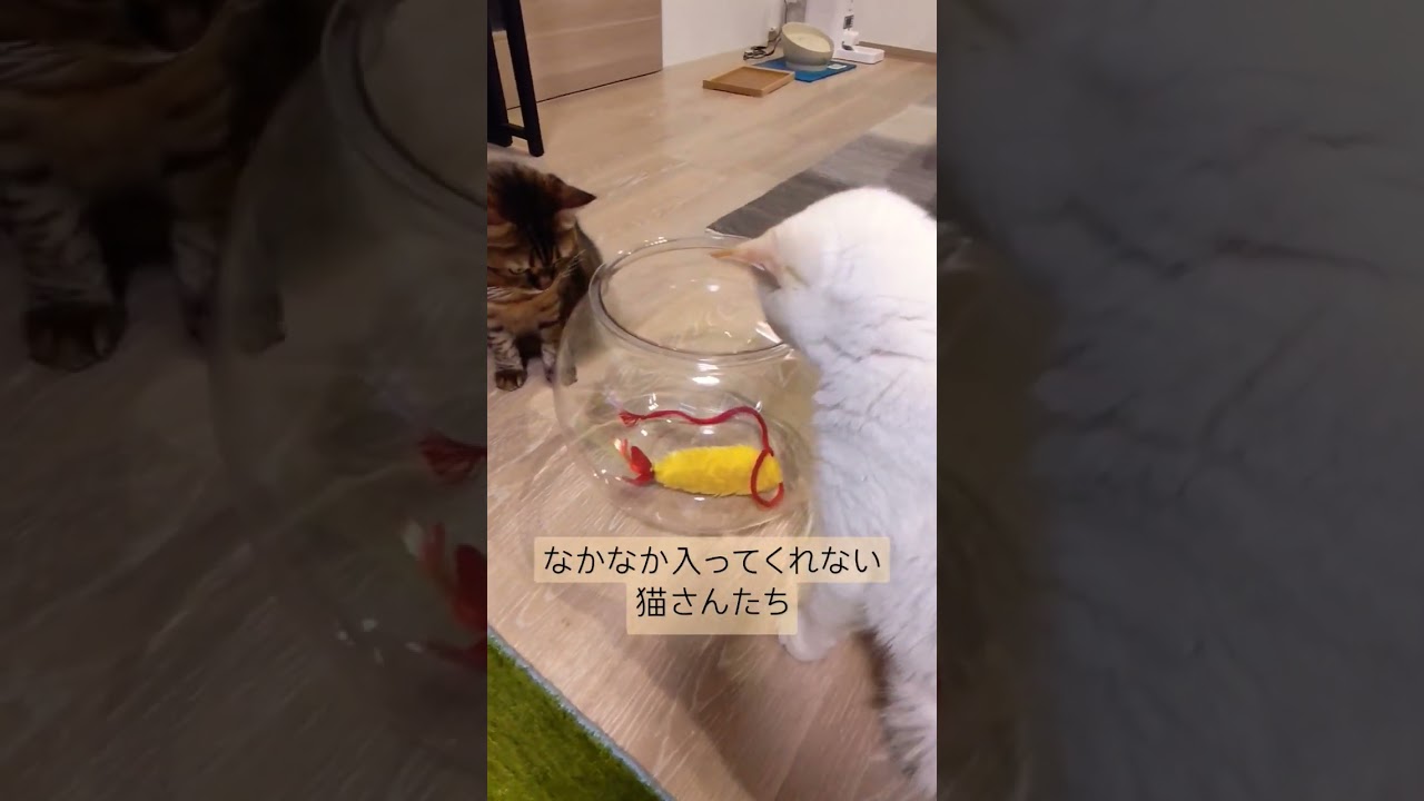 金魚鉢と猫にえび天　#catvideo