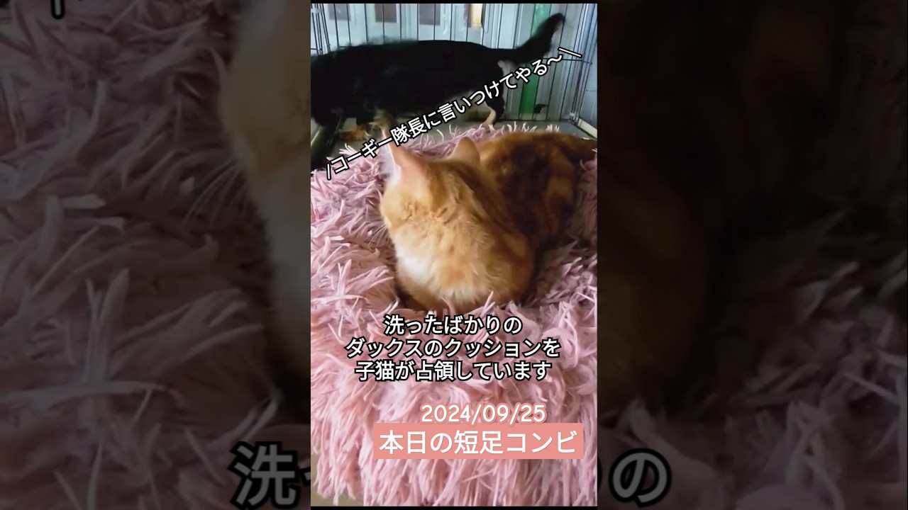 ダックスをバカにする子猫が返り討ちにあいます。 #マンチカン子猫  #ダックス  #短足犬 #短足猫 #shortlegs #shorts