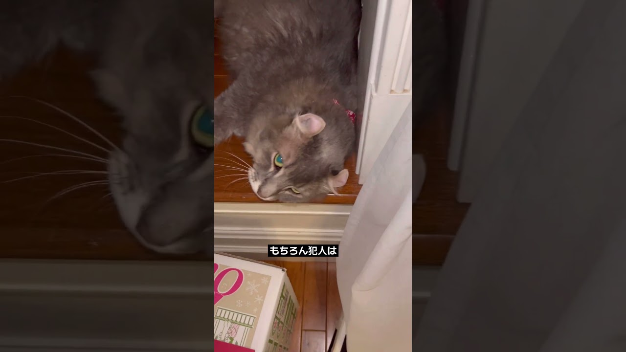 猫動画 #shorts 犯人を探せ2