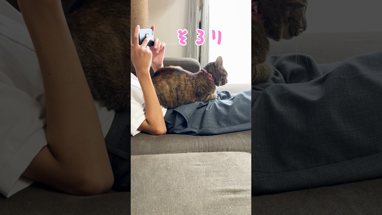 《ツンデレな猫が甘えたいときはこうなります》#多頭飼い　#猫　#猫のいる暮らし　#ねこ　#保護猫　#かわいい　#可愛い猫　#ツンデレ　#キジトラ　#日本猫 #cat #猫好きさんと繋がりたい
