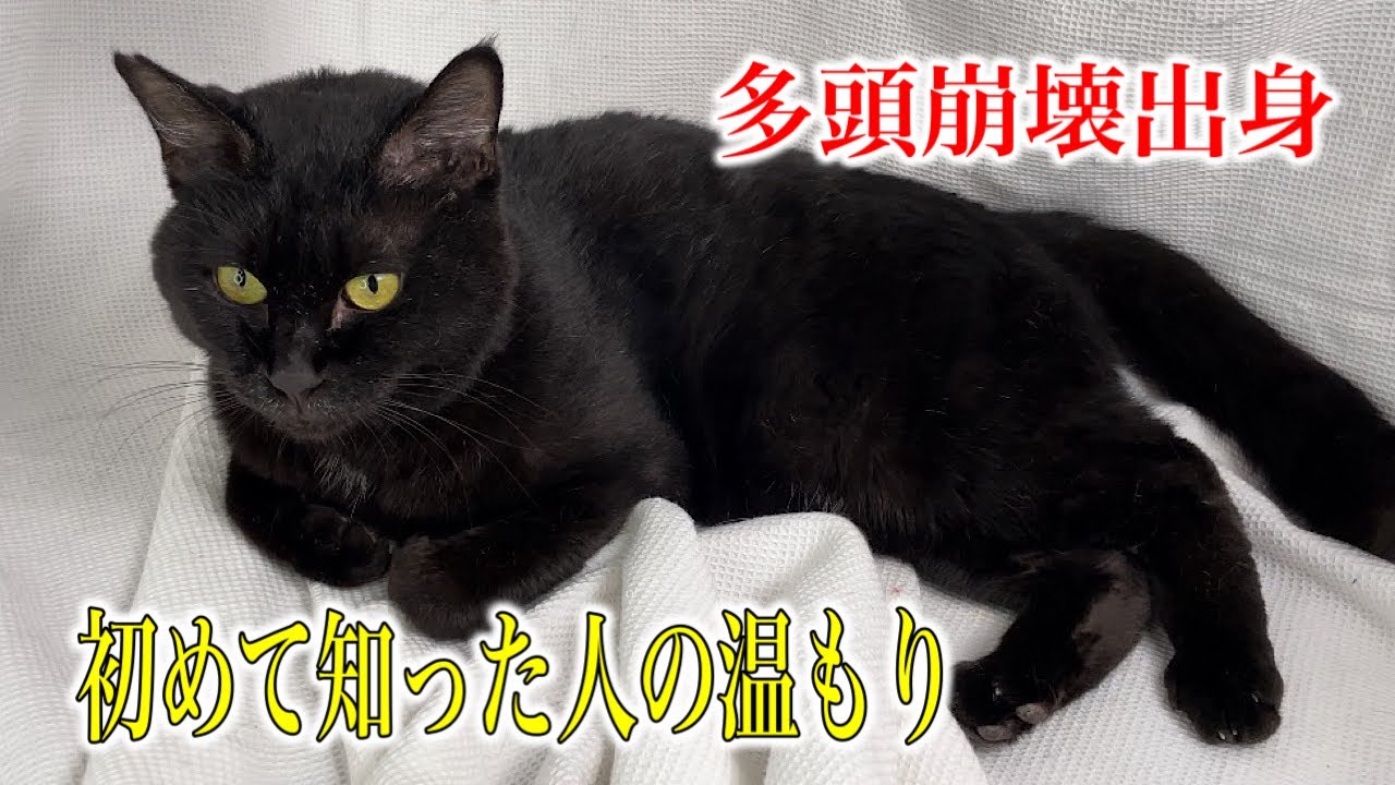 【多頭崩壊出身＆センターから空輸】トイレもできなかった猫の変化と無邪気な子猫達