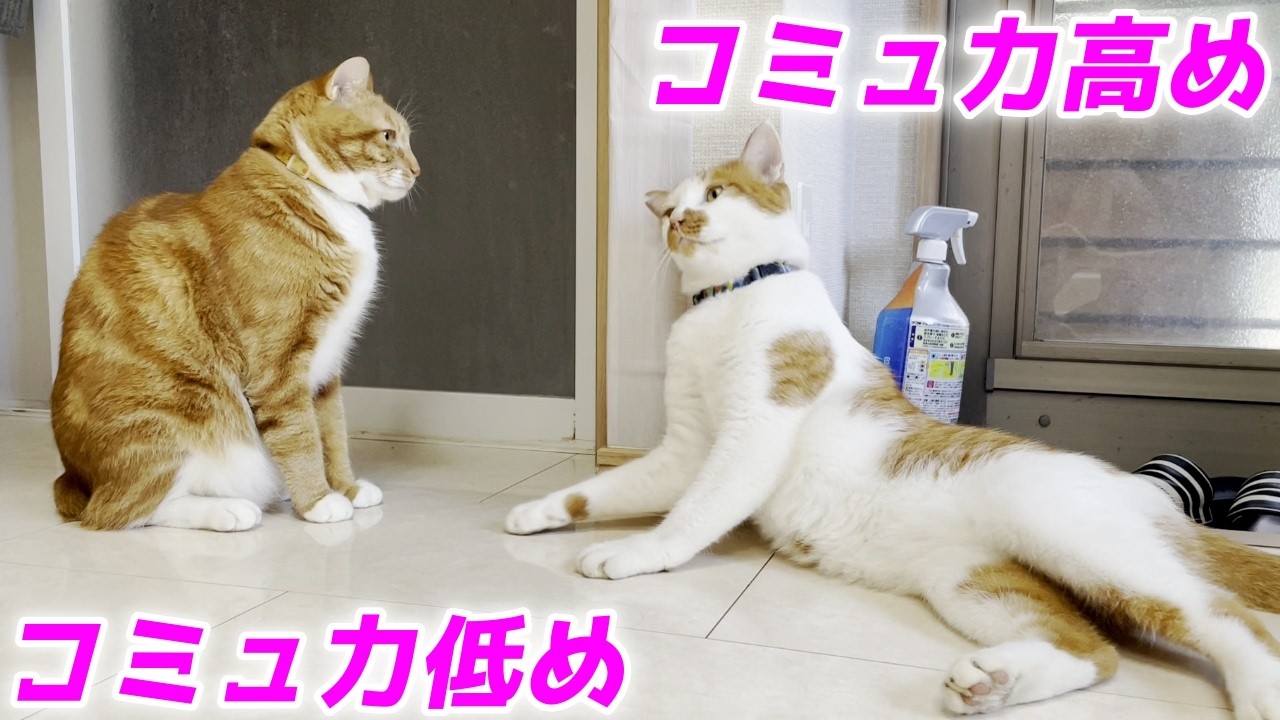 庭子猫のあまりのコミュ力の高さに借りてきた猫状態になっちゃう末っ子猫…笑[カイ君といっ君]