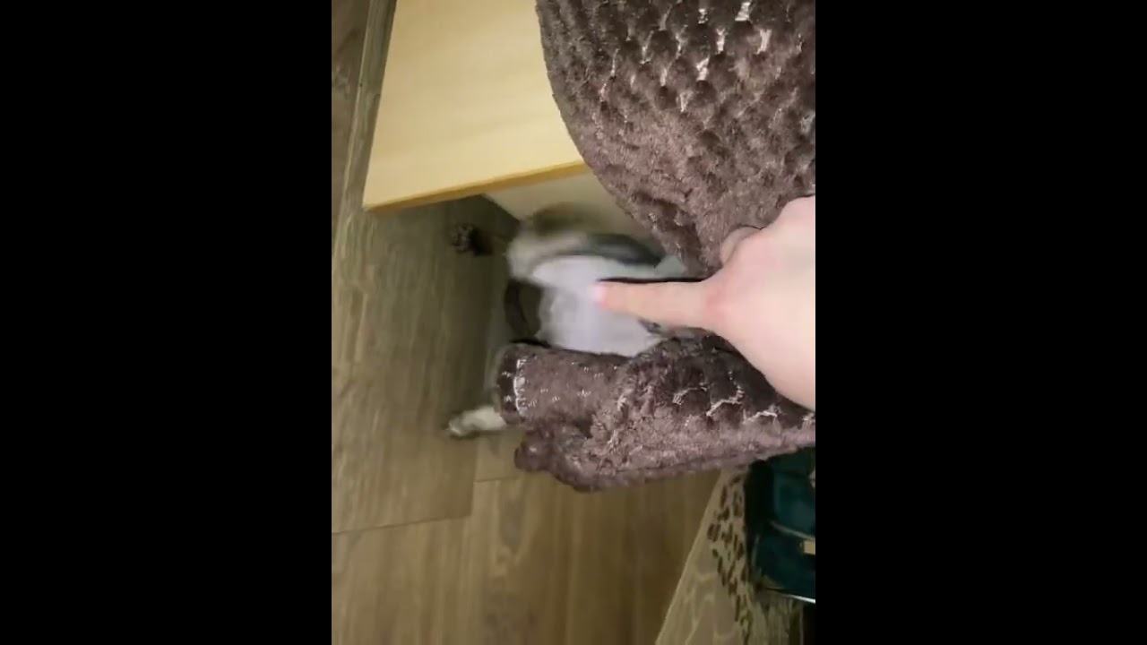 Агрессор #сфинкс #sphynx