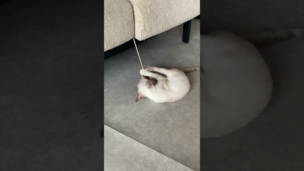 フェードアウトするねこ　#元保護猫　#シャムトラ　#シャムミックス　#cat #猫耳 #kitten #シャムmix  #子猫 #猫耳