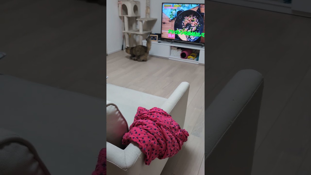 勝ったような顔して去っていく猫【ミヌエット】＃Shorts