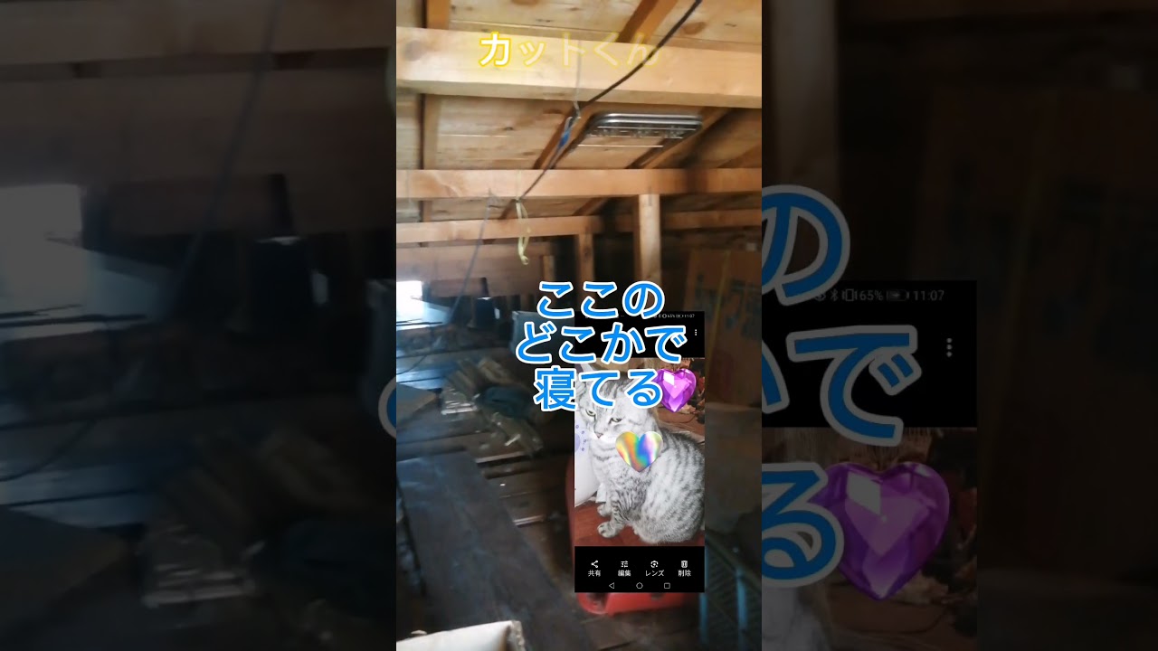シャム猫#shorts #cat #猫#シャムミックス#屋根裏