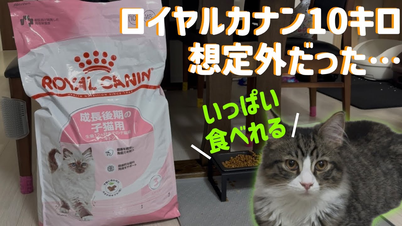 猫たちの餌10キロ買ったら想定外な事があり困ってます…【#多頭飼い】