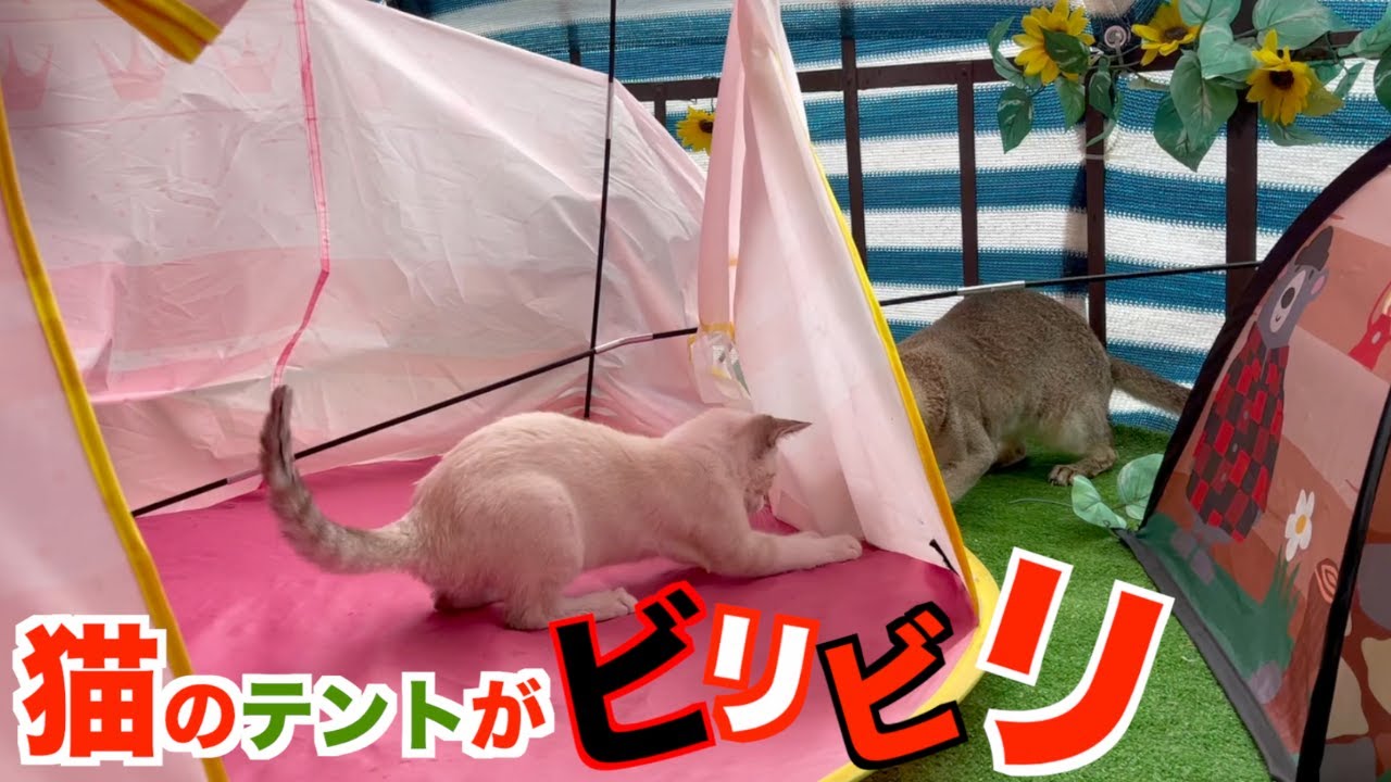 無惨に破られた猫用テント！！犯人は誰だ！？