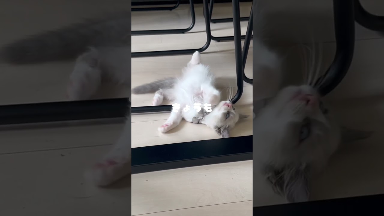 猫の1日🐱 #ラグドール#ラグドール子猫#ブルーポイントバイカラー#子猫#猫#ragdoll#cat#kitty#kitten