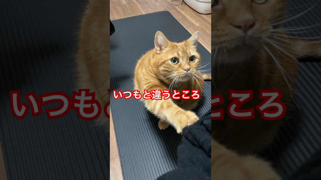 いつもと違うところ、気づいた？#shorts