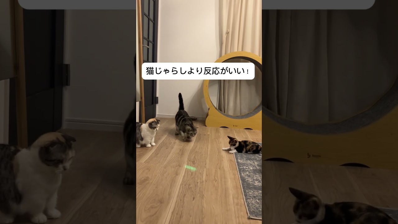 レーザーポインターで遊ぶねこちゃんたち #ねこ #マンチカン #ねこのいる生活 #三毛猫#アメショー