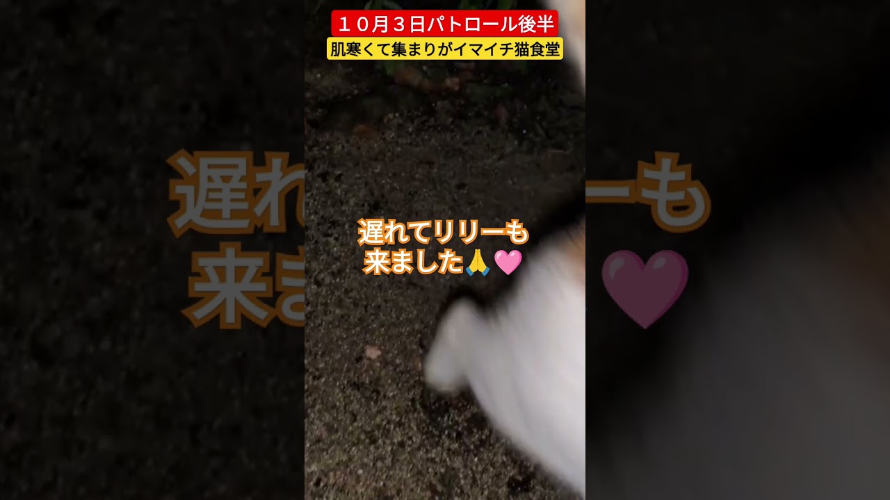 【１０月３日パトロール後半】寒くなり集まりがイマイチ猫食堂🐈️