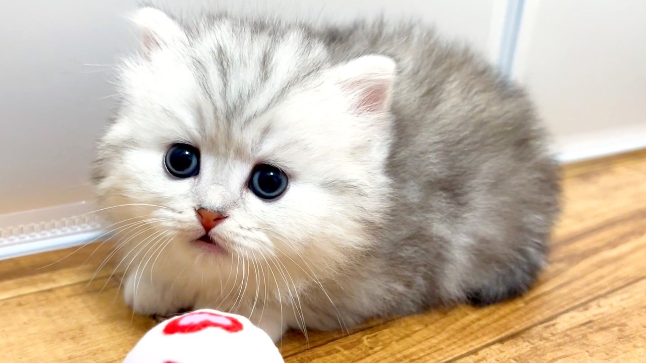 ★まとめ★いつかのクルミ家の子猫達をまとめてみた件【猫のいる生活Vol.743～746】出産動画 マンチカン短足・ミヌエット・ペルシャ猫専門ブリーダー『ペット蔵人』【子猫の成長記録】